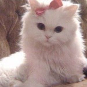 Meet your Posher, Pixie